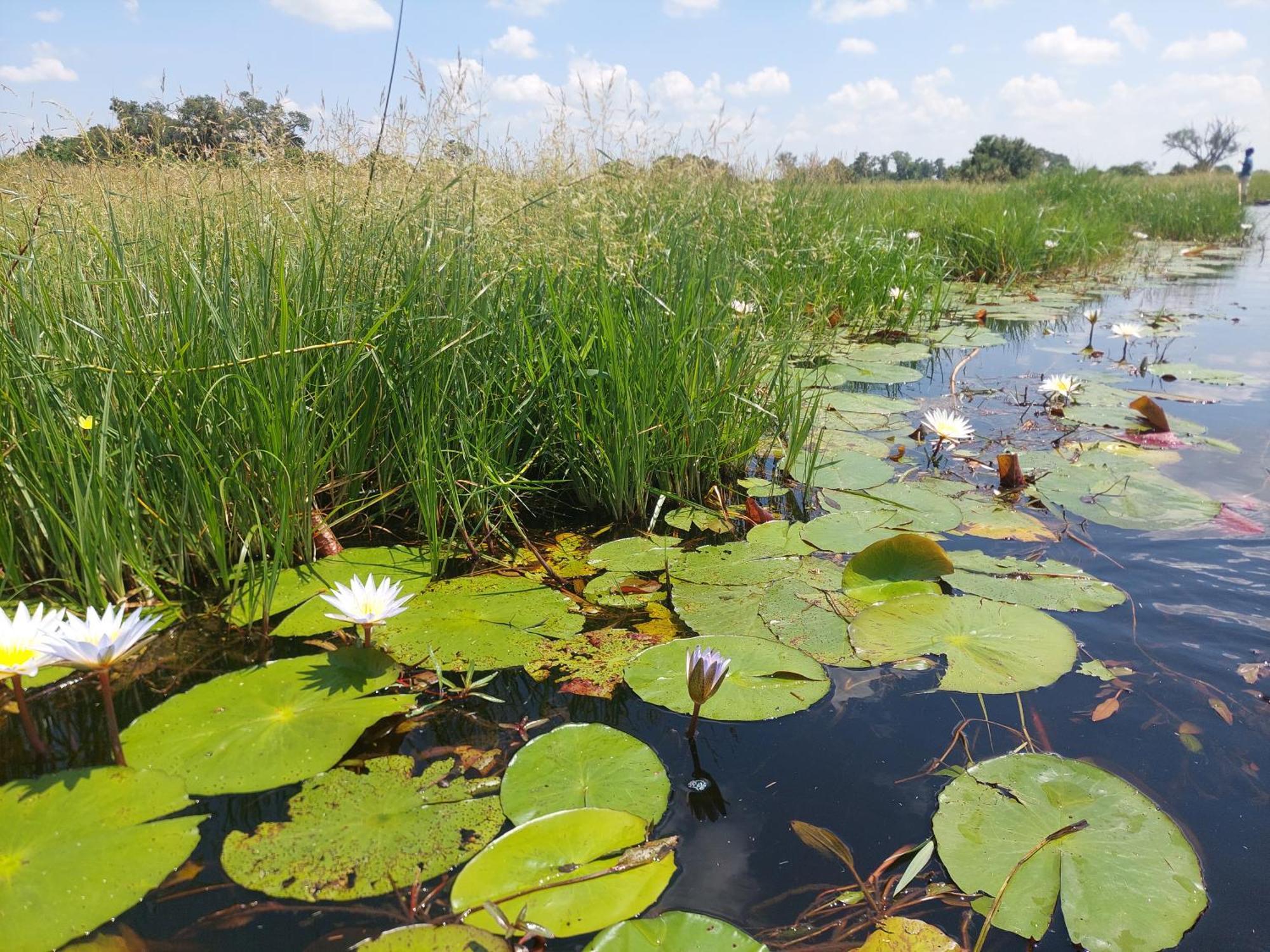 Golentle Home Stay Maun Dış mekan fotoğraf